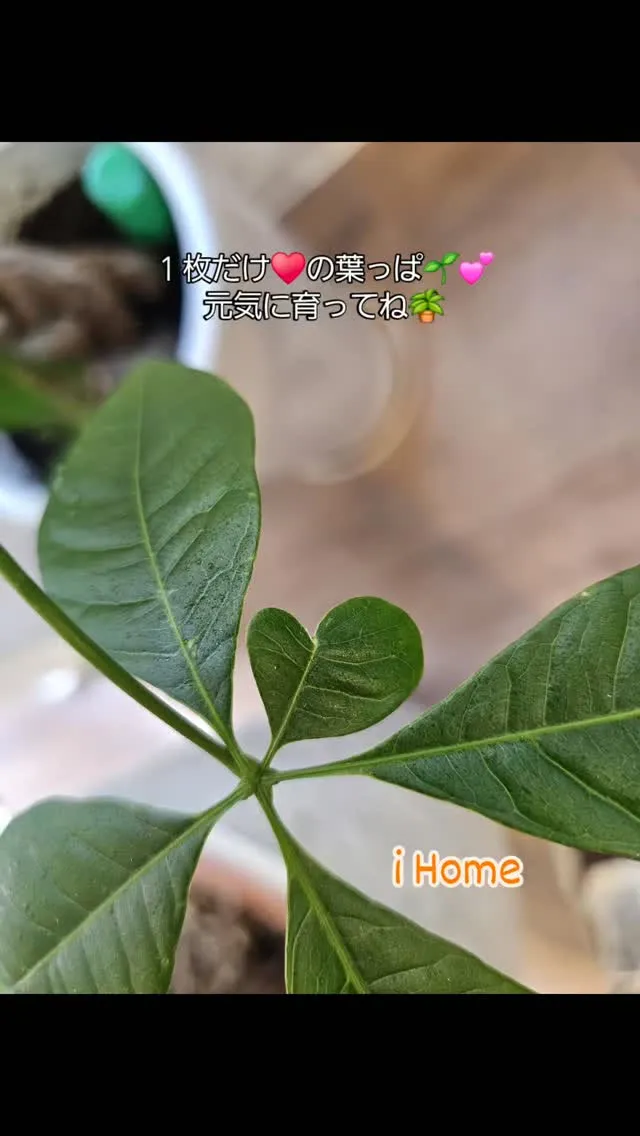 事務所の観葉植物に、1枚だけハートの形の葉っぱを発見しました...